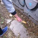 fotó 3 (1)